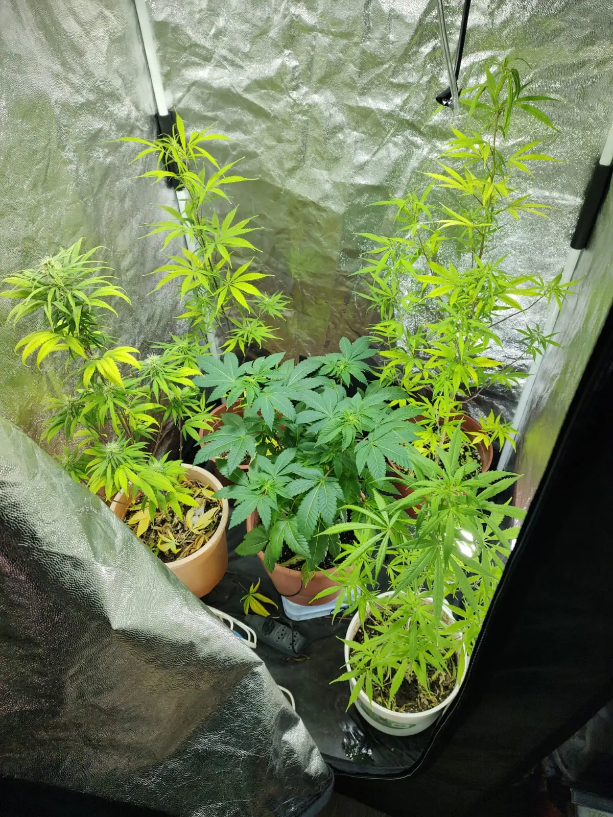 Auto cultivo paciente.jpg