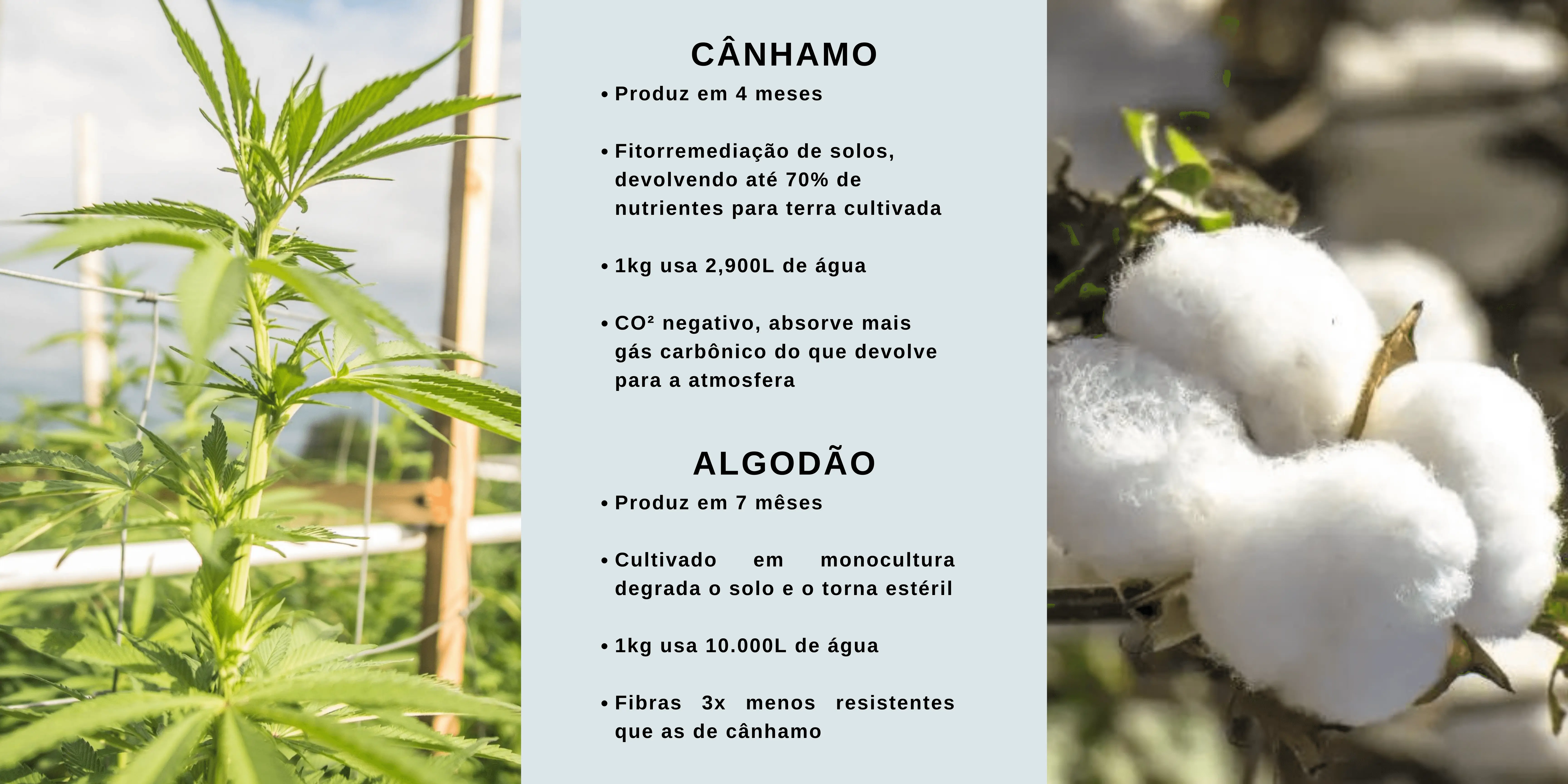 Cânhamo (1).png