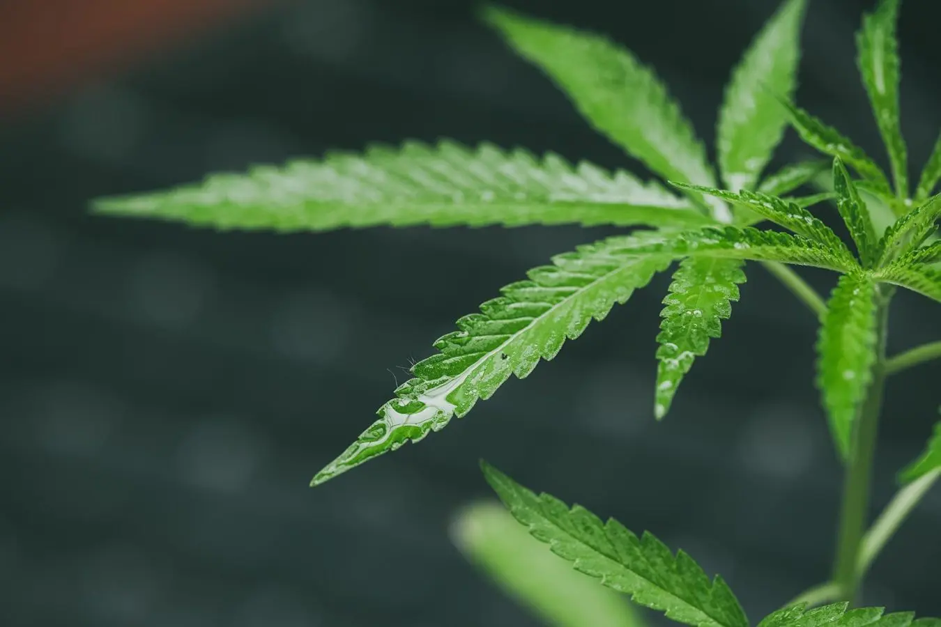Cannabis (3).jpg