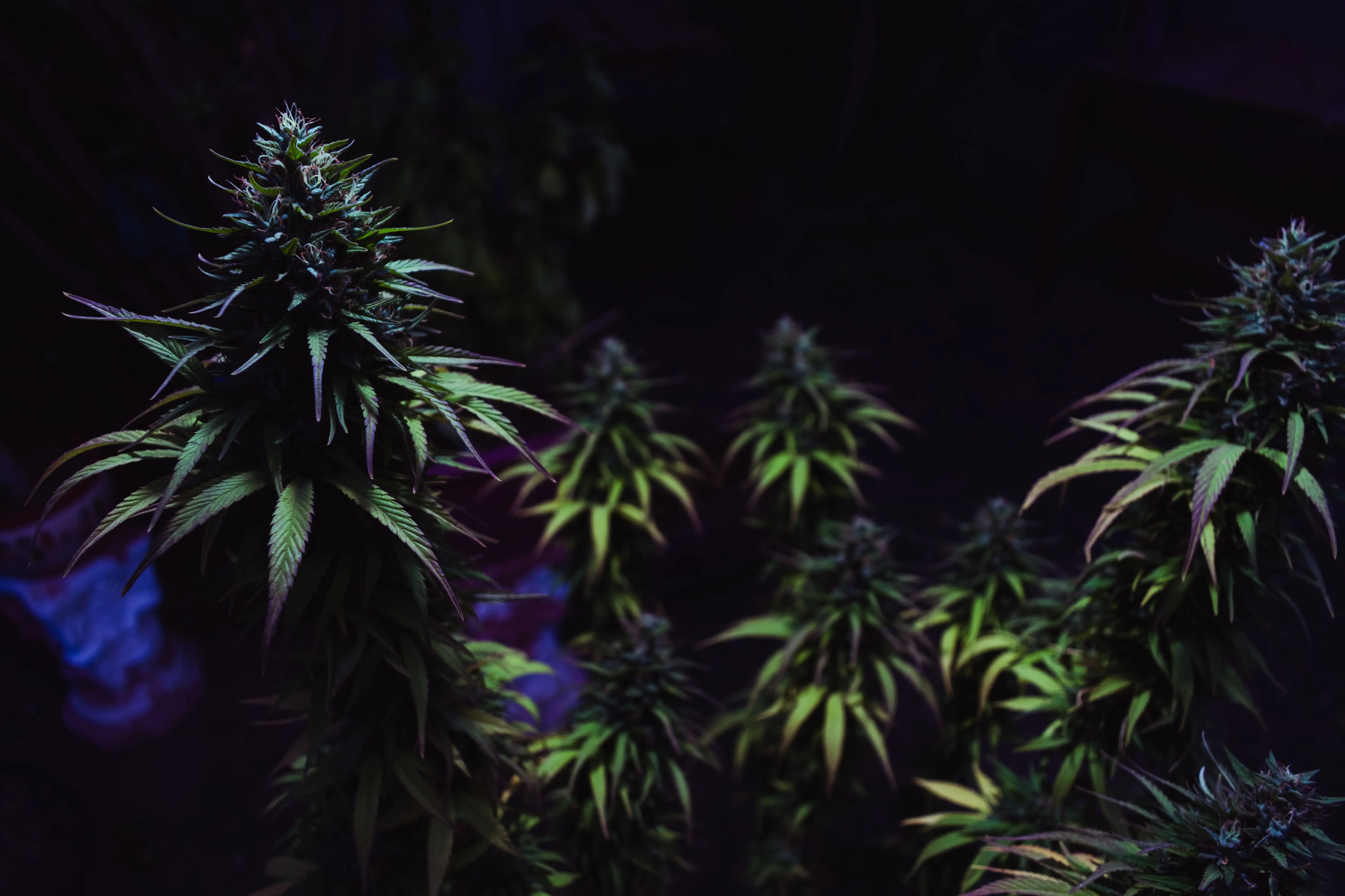 Cultivo.jpg