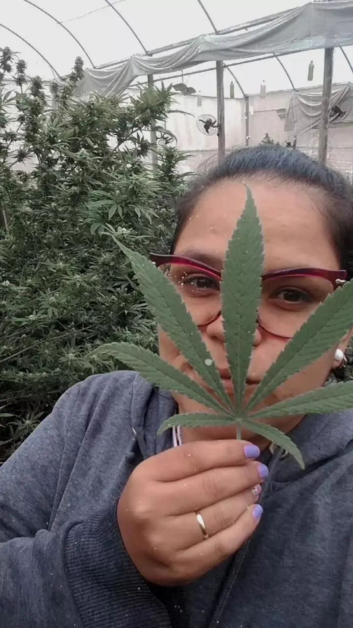 Day_cannabis_.jpg