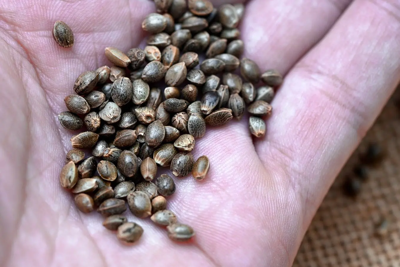 Hemp Seeds.JPG