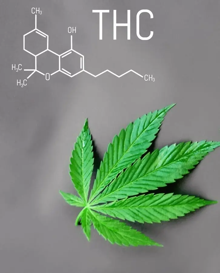 Hemp-THC-CBD.jpg