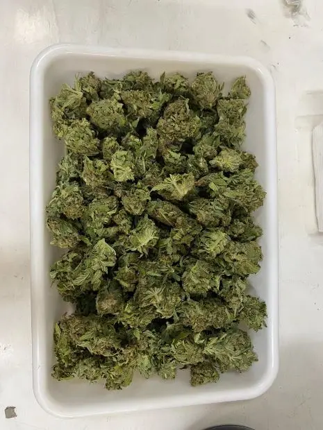 Insumos a base de marihuana para investigación son proporcionados a UnB por la Asociación Brasileña del Pito del Pango Abrapango Imagen Fernanda Vasconcelos/IQ.jpg