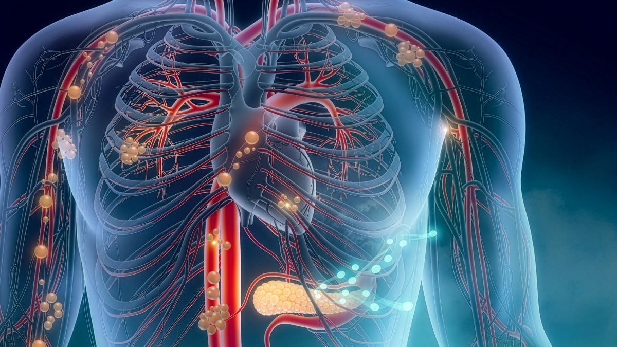SISTEMA-ENDOCANABINOIDE-CORPO-HUMANO.jpg