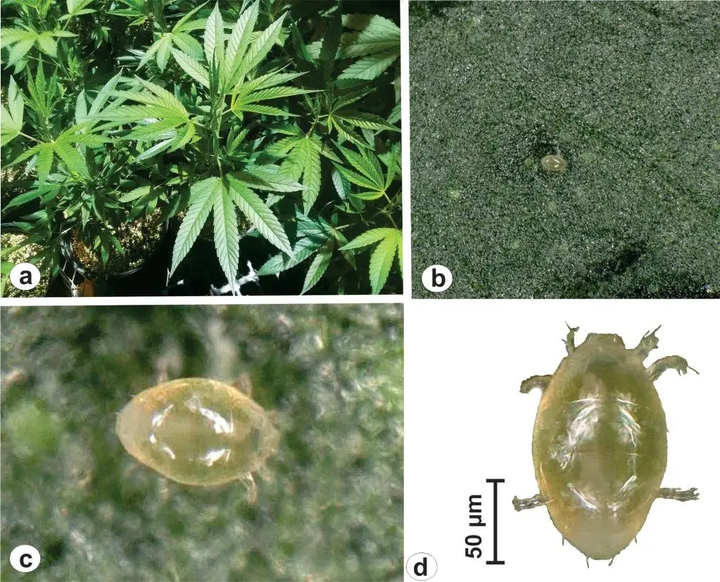 broad-mite-hemp.jpg