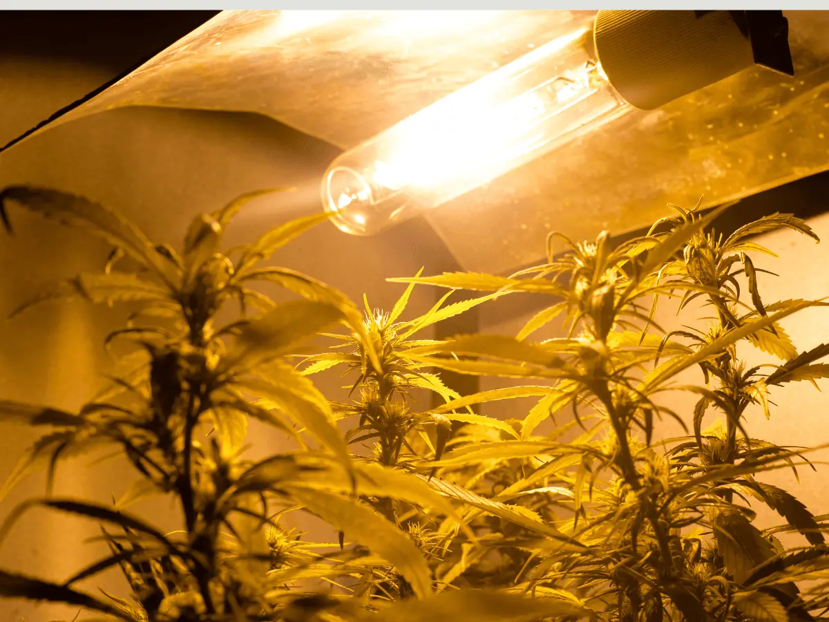 cultivo cannabis