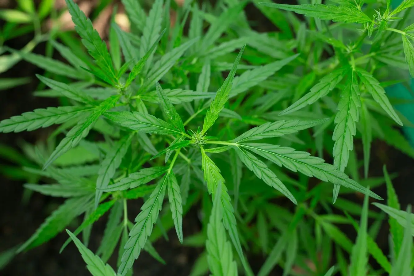 marijuana-leaf-background.jpg