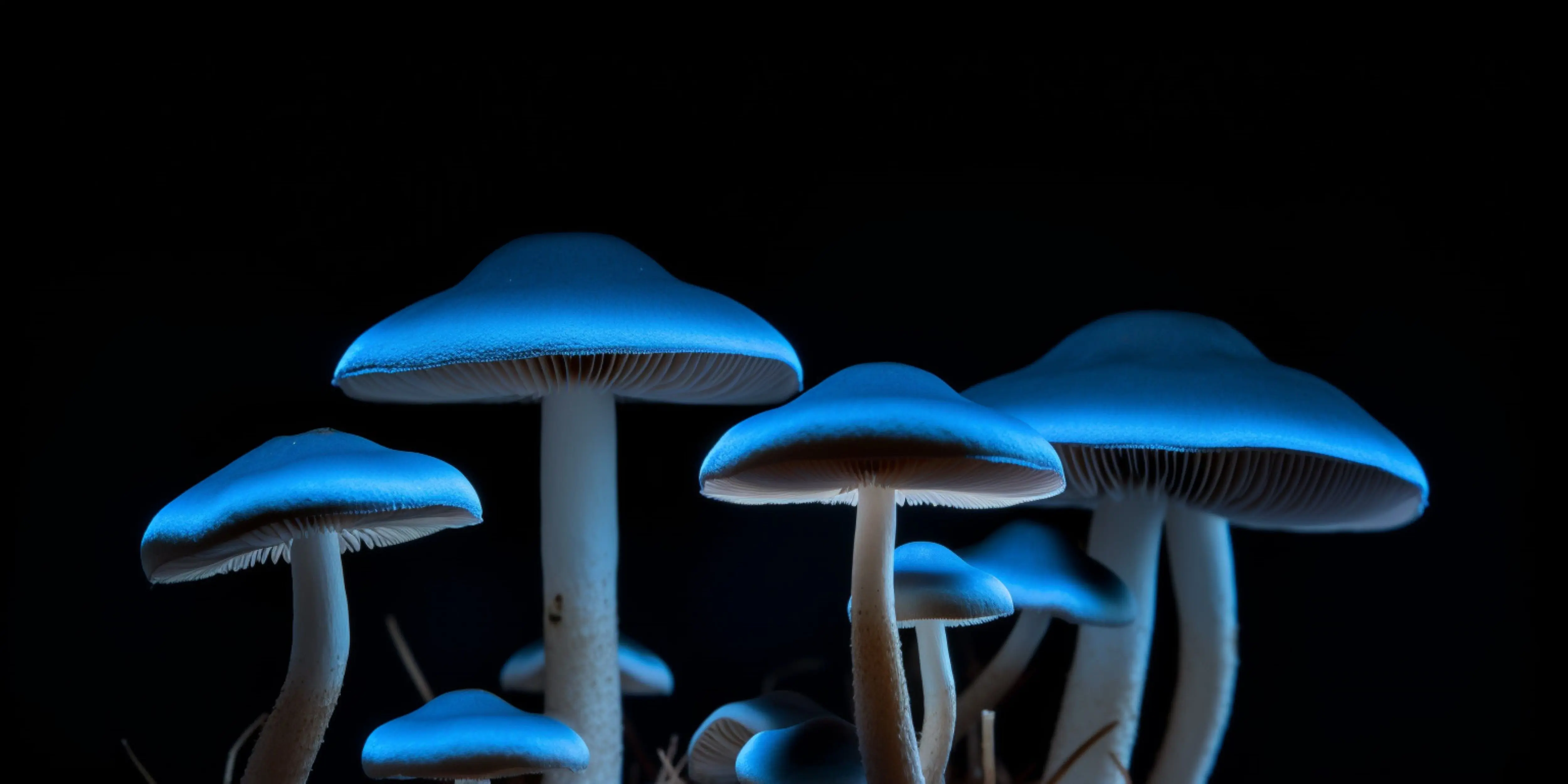 vecteezy_mushrooms-in-the-dark-with-blue-background_24515685.jpg