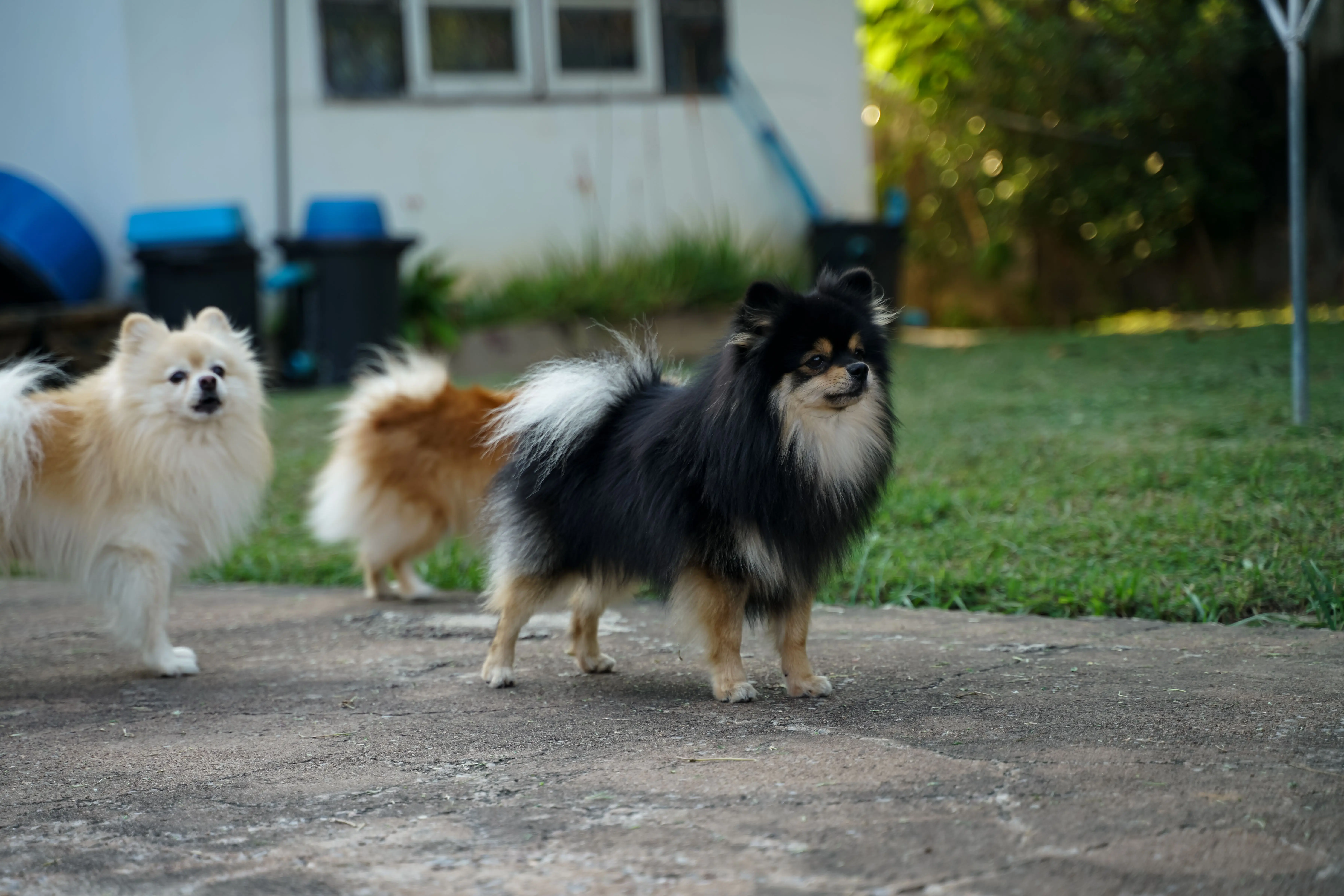 vecteezy_the-pomeranian-is-standing-in-front-of-the-house-and-is-a_13355389.JPG
